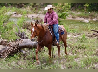 Quarter horse américain, Hongre, 10 Ans, 152 cm, Rouan Rouge