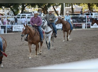 Quarter horse américain, Hongre, 10 Ans, 152 cm, Rouan Rouge