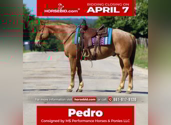 Quarter horse américain, Hongre, 10 Ans, 152 cm, Rouan Rouge