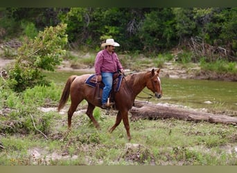Quarter horse américain, Hongre, 10 Ans, 152 cm, Rouan Rouge