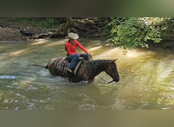 Quarter horse américain, Hongre, 10 Ans, 152 cm, Rouan Rouge