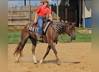 Quarter horse américain, Hongre, 10 Ans, 152 cm, Rouan Rouge