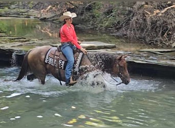 Quarter horse américain, Hongre, 10 Ans, 152 cm, Rouan Rouge