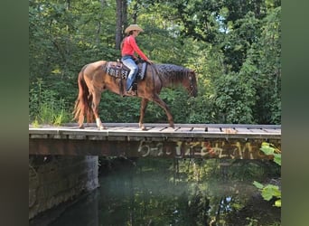 Quarter horse américain, Hongre, 10 Ans, 152 cm, Rouan Rouge