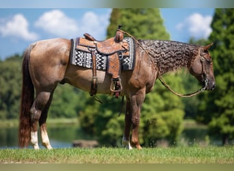 Quarter horse américain, Hongre, 10 Ans, 152 cm, Rouan Rouge