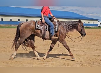 Quarter horse américain, Hongre, 10 Ans, 152 cm, Rouan Rouge