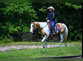 Quarter horse américain, Hongre, 10 Ans, 152 cm, Tobiano-toutes couleurs