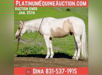 Quarter horse américain, Hongre, 10 Ans, 152 cm, Tobiano-toutes couleurs