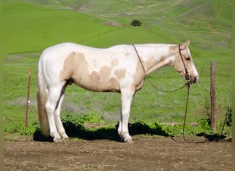 Quarter horse américain, Hongre, 10 Ans, 152 cm, Tobiano-toutes couleurs