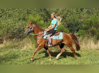 Quarter horse américain, Hongre, 10 Ans, 153 cm, Alezan