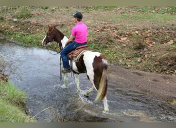 Quarter horse américain, Hongre, 10 Ans, 155 cm, Alezan brûlé