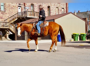 Quarter horse américain, Hongre, 10 Ans, 155 cm, Alezan cuivré