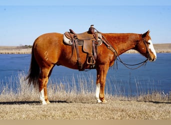 Quarter horse américain, Hongre, 10 Ans, 155 cm, Alezan cuivré