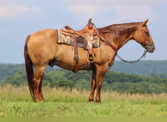 Quarter horse américain, Hongre, 10 Ans, 155 cm, Alezan dun