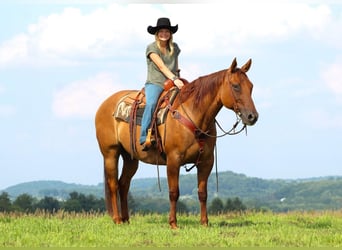 Quarter horse américain, Hongre, 10 Ans, 155 cm, Alezan dun