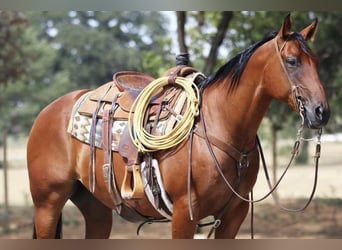 Quarter horse américain, Hongre, 10 Ans, 155 cm, Bai cerise