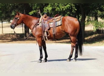 Quarter horse américain, Hongre, 10 Ans, 155 cm, Bai cerise