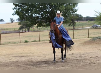 Quarter horse américain, Hongre, 10 Ans, 155 cm, Bai cerise