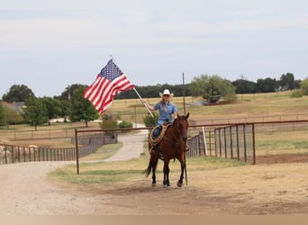 Quarter horse américain, Hongre, 10 Ans, 155 cm, Bai cerise