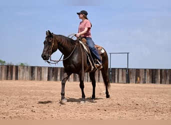 Quarter horse américain, Hongre, 10 Ans, 155 cm, Bai