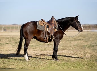 Quarter horse américain, Hongre, 10 Ans, 155 cm, Bai