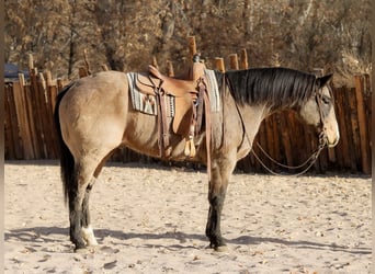 Quarter horse américain, Hongre, 10 Ans, 155 cm, Buckskin