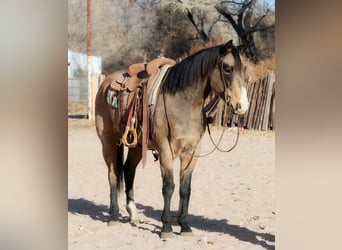 Quarter horse américain, Hongre, 10 Ans, 155 cm, Buckskin