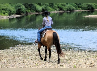 Quarter horse américain, Hongre, 10 Ans, 155 cm, Buckskin