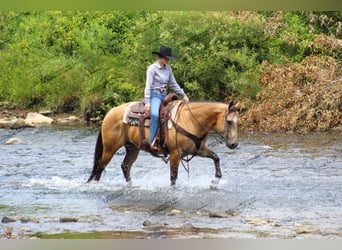 Quarter horse américain, Hongre, 10 Ans, 155 cm, Buckskin