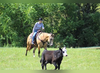 Quarter horse américain, Hongre, 10 Ans, 155 cm, Buckskin