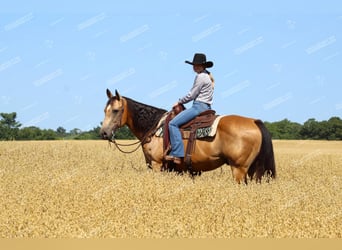 Quarter horse américain, Hongre, 10 Ans, 155 cm, Buckskin