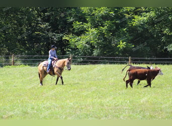 Quarter horse américain, Hongre, 10 Ans, 155 cm, Buckskin