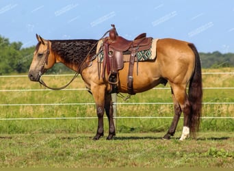 Quarter horse américain, Hongre, 10 Ans, 155 cm, Buckskin