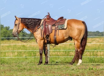 Quarter horse américain, Hongre, 10 Ans, 155 cm, Buckskin