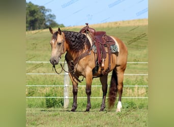 Quarter horse américain, Hongre, 10 Ans, 155 cm, Buckskin