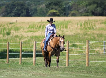 Quarter horse américain, Hongre, 10 Ans, 155 cm, Buckskin