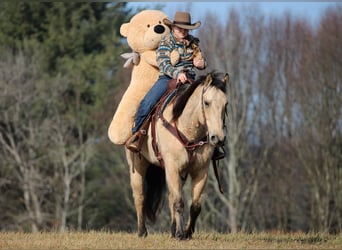 Quarter horse américain, Hongre, 10 Ans, 155 cm, Buckskin