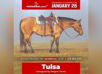 Quarter horse américain, Hongre, 10 Ans, 155 cm, Buckskin