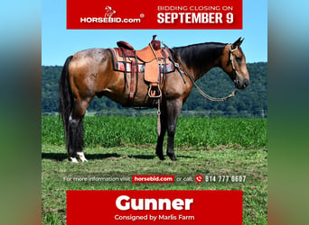 Quarter horse américain, Hongre, 10 Ans, 155 cm, Buckskin