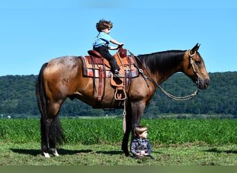 Quarter horse américain, Hongre, 10 Ans, 155 cm, Buckskin