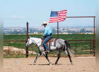 Quarter horse américain, Hongre, 10 Ans, 155 cm, Gris pommelé
