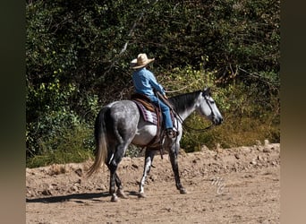 Quarter horse américain, Hongre, 10 Ans, 155 cm, Gris pommelé
