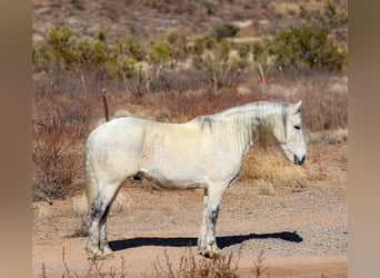 Quarter horse américain, Hongre, 10 Ans, 155 cm, Gris