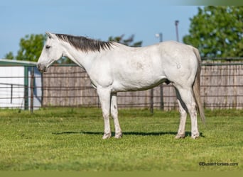 Quarter horse américain, Hongre, 10 Ans, 155 cm, Gris