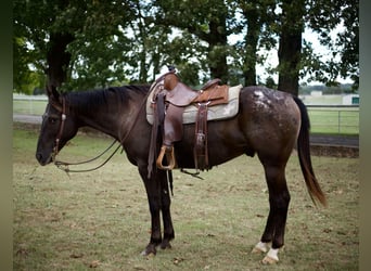Quarter horse américain, Hongre, 10 Ans, 155 cm, Noir