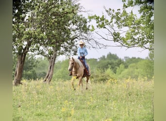 Quarter horse américain, Hongre, 10 Ans, 155 cm, Palomino