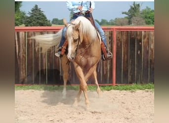 Quarter horse américain, Hongre, 10 Ans, 155 cm, Palomino