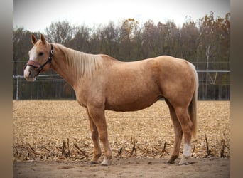 Quarter horse américain, Hongre, 10 Ans, 155 cm, Palomino
