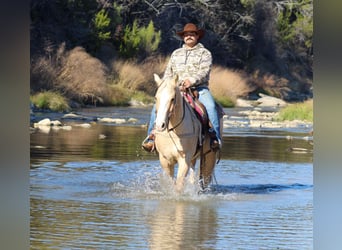 Quarter horse américain, Hongre, 10 Ans, 155 cm, Palomino