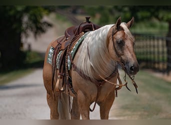 Quarter horse américain, Hongre, 10 Ans, 155 cm, Palomino